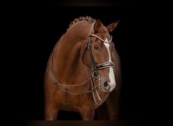 Oldenburg, Giumenta, 7 Anni, 168 cm, Sauro scuro