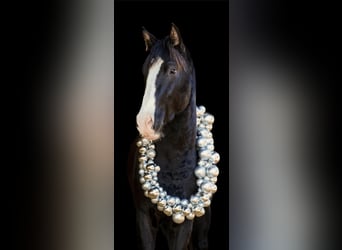 Oldenburg, Giumenta, 7 Anni, 168 cm, Sauro scuro