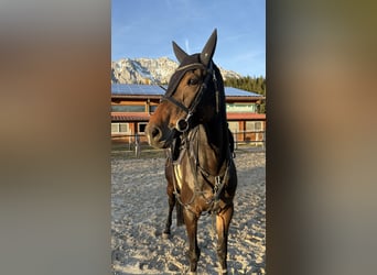 Oldenburg, Giumenta, 7 Anni, 169 cm, Baio