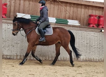 Oldenburg, Giumenta, 7 Anni, 169 cm, Baio