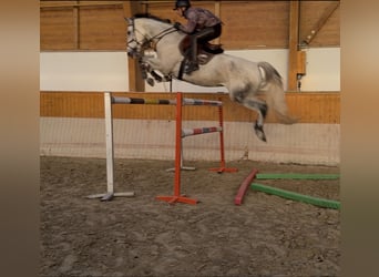 Oldenburg, Giumenta, 7 Anni, 169 cm, Grigio