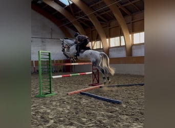 Oldenburg, Giumenta, 7 Anni, 169 cm, Grigio