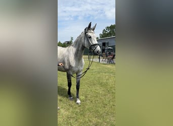 Oldenburg, Giumenta, 7 Anni, 169 cm, Grigio pezzato