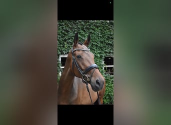 Oldenburg, Giumenta, 7 Anni, 170 cm, Baio