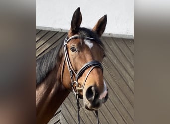 Oldenburg, Giumenta, 7 Anni, 170 cm, Baio