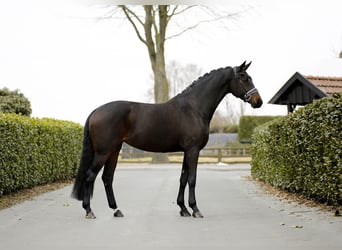 Oldenburg, Giumenta, 7 Anni, 170 cm, Baio nero