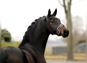Oldenburg, Giumenta, 7 Anni, 170 cm, Baio nero