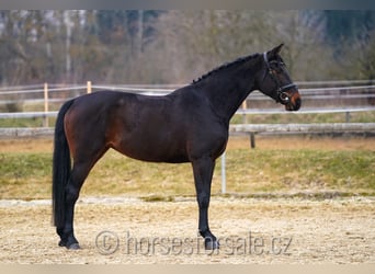 Oldenburg, Giumenta, 7 Anni, 170 cm, Baio nero