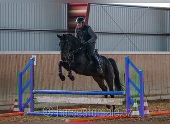 Oldenburg, Giumenta, 7 Anni, 170 cm, Baio nero