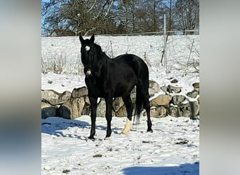 Oldenburg, Giumenta, 7 Anni, 170 cm, Morello