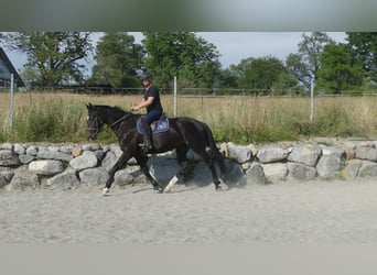 Oldenburg, Giumenta, 7 Anni, 170 cm, Morello