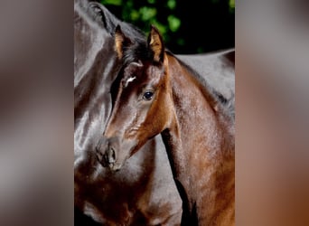 Oldenburg, Giumenta, 7 Anni, 170 cm, Morello