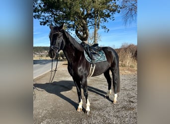 Oldenburg, Giumenta, 7 Anni, 170 cm, Morello