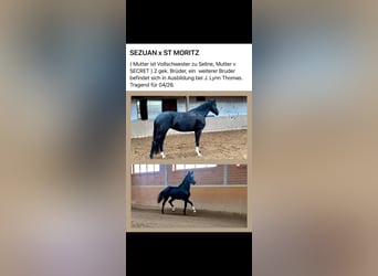 Oldenburg, Giumenta, 7 Anni, 170 cm, Morello