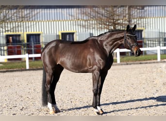 Oldenburg, Giumenta, 7 Anni, 171 cm, Baio nero