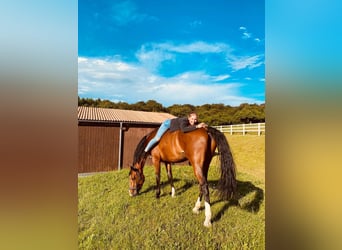 Oldenburg, Giumenta, 7 Anni, 172 cm, Baio