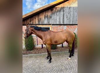 Oldenburg, Giumenta, 7 Anni, 172 cm, Baio