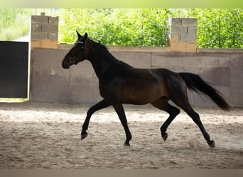 Oldenburg, Giumenta, 7 Anni, 172 cm, Baio scuro
