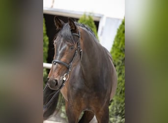 Oldenburg, Giumenta, 7 Anni, 172 cm, Baio scuro