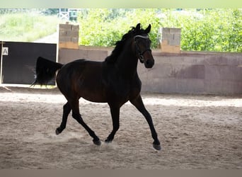 Oldenburg, Giumenta, 7 Anni, 172 cm, Baio scuro