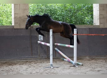 Oldenburg, Giumenta, 7 Anni, 172 cm, Baio scuro