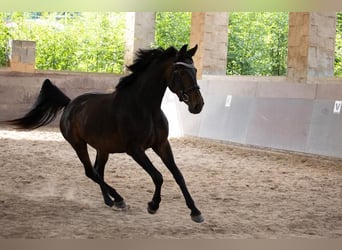 Oldenburg, Giumenta, 7 Anni, 172 cm, Baio scuro