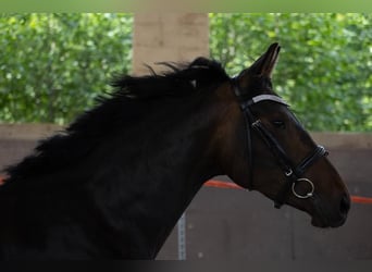 Oldenburg, Giumenta, 7 Anni, 172 cm, Baio scuro