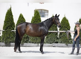 Oldenburg, Giumenta, 7 Anni, 172 cm, Baio scuro
