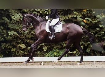 Oldenburg, Giumenta, 7 Anni, 172 cm, Morello