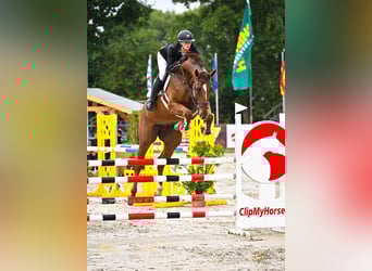 Oldenburg, Giumenta, 7 Anni, 172 cm, Sauro