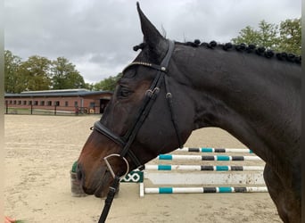 Oldenburg, Giumenta, 7 Anni, 175 cm