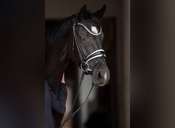 Oldenburg, Giumenta, 7 Anni, 175 cm, Morello