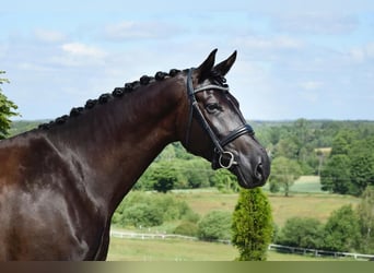 Oldenburg, Giumenta, 7 Anni, 177 cm, Morello