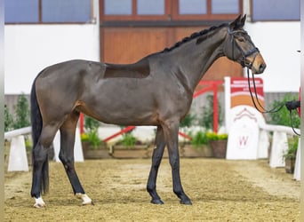 Oldenburg, Giumenta, 7 Anni, Baio