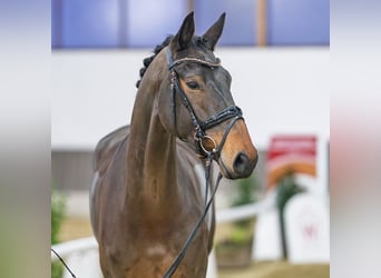 Oldenburg, Giumenta, 7 Anni, Baio