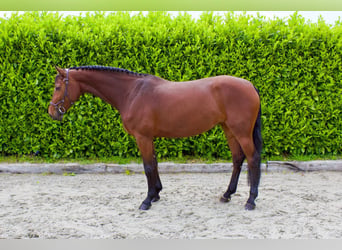 Oldenburg, Giumenta, 7 Anni, Baio