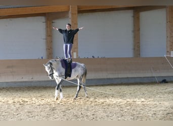 Oldenburg, Giumenta, 7 Anni, Grigio