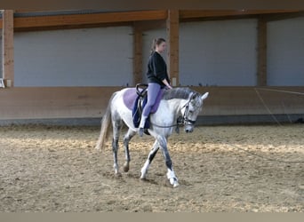 Oldenburg, Giumenta, 7 Anni, Grigio