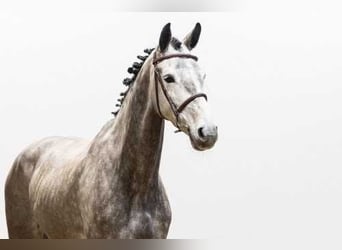 Oldenburg, Giumenta, 7 Anni, Grullo