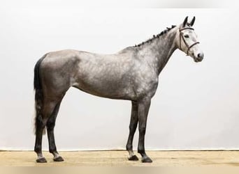 Oldenburg, Giumenta, 7 Anni, Grullo