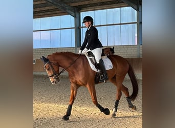 Oldenburg, Giumenta, 8 Anni, 161 cm, Sauro scuro