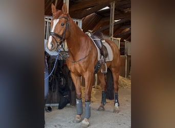 Oldenburg, Giumenta, 8 Anni, 161 cm, Sauro scuro
