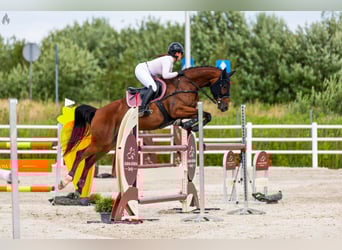 Oldenburg, Giumenta, 8 Anni, 163 cm, Baio ciliegia