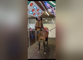 Oldenburg, Giumenta, 8 Anni, 163 cm