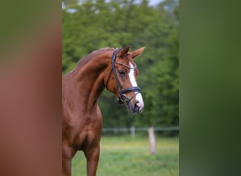 Oldenburg, Giumenta, 8 Anni, 164 cm, Sauro