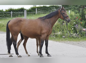 Oldenburg, Giumenta, 8 Anni, 165 cm, Baio