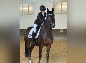 Oldenburg, Giumenta, 8 Anni, 165 cm, Baio scuro