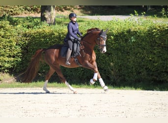Oldenburg, Giumenta, 8 Anni, 165 cm, Sauro scuro