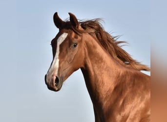 Oldenburg, Giumenta, 8 Anni, 166 cm, Sauro scuro