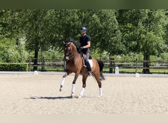 Oldenburg, Giumenta, 8 Anni, 167 cm, Baio